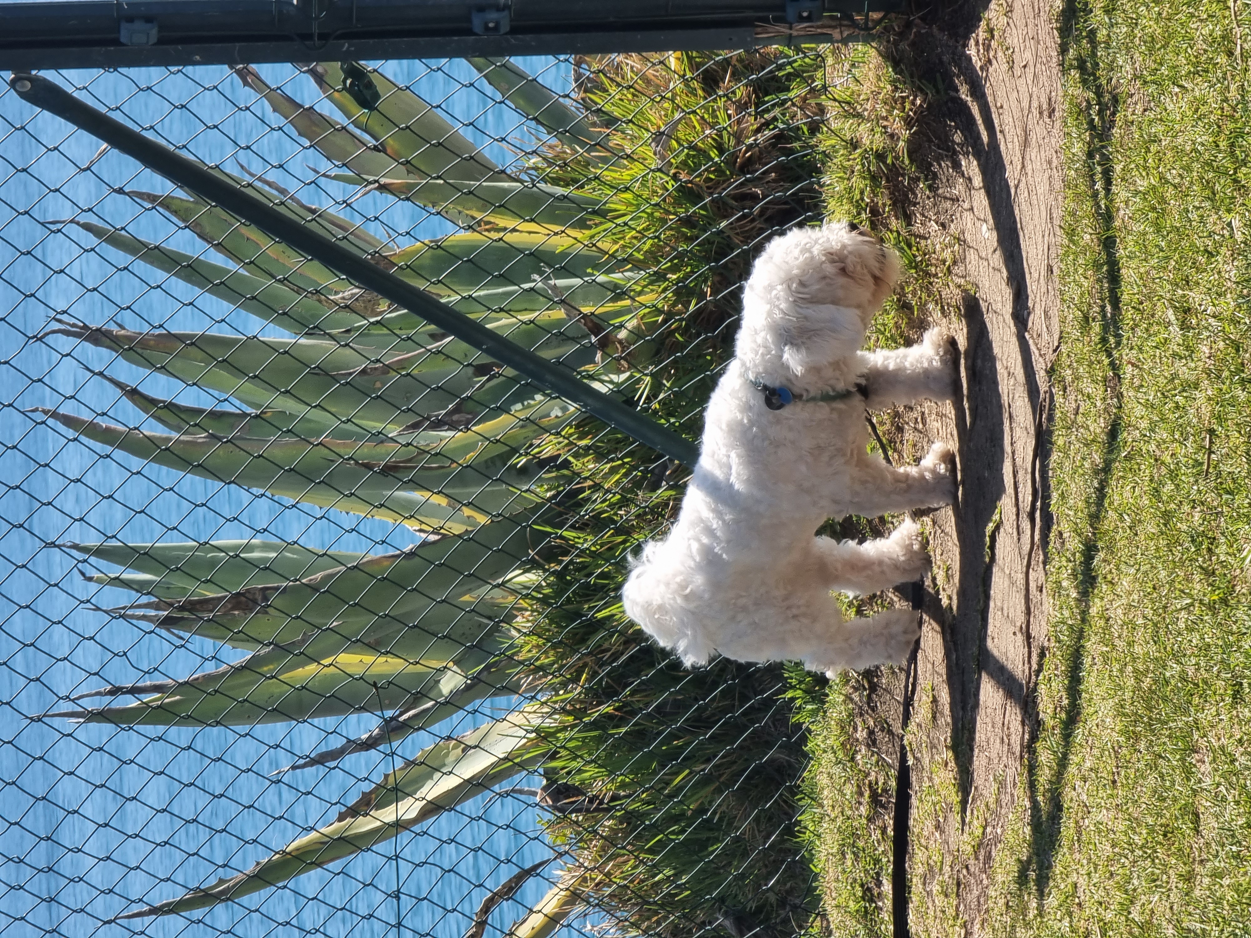 Cão numa praia do Algarve com arnês