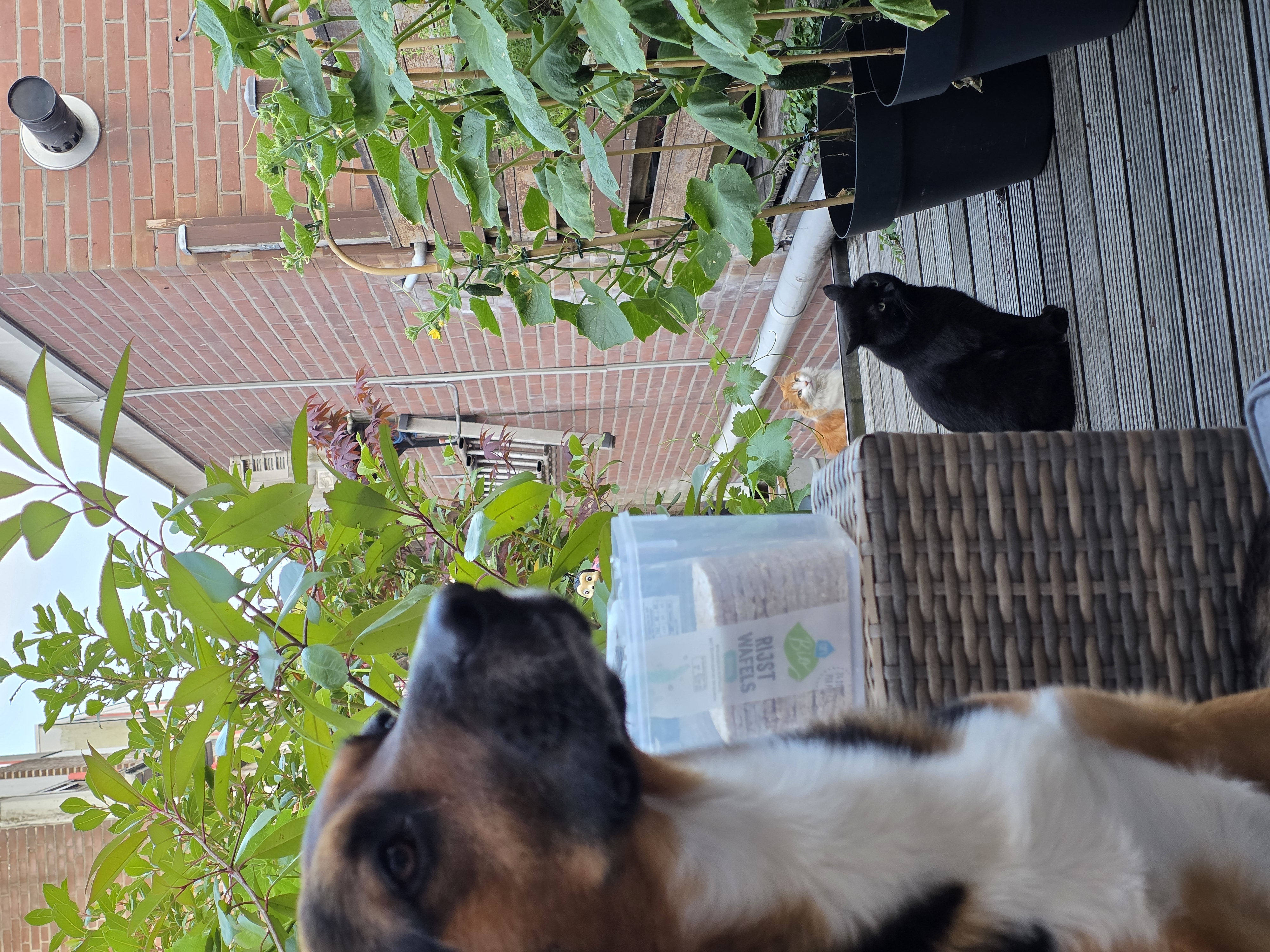 Gato siamês a dormir confortavelmente numa poltrona
