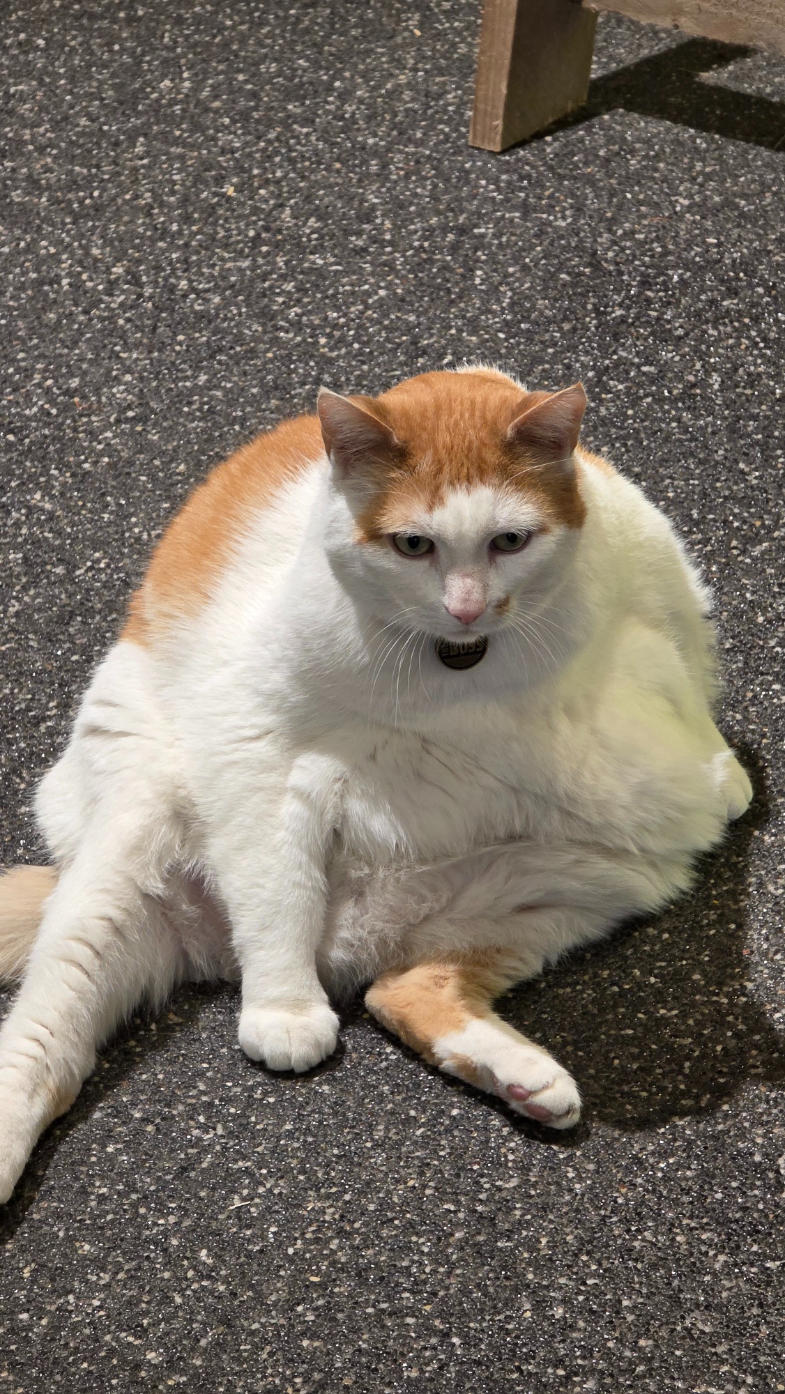 Gato laranja e branco com uma medalha a dizer The Boss