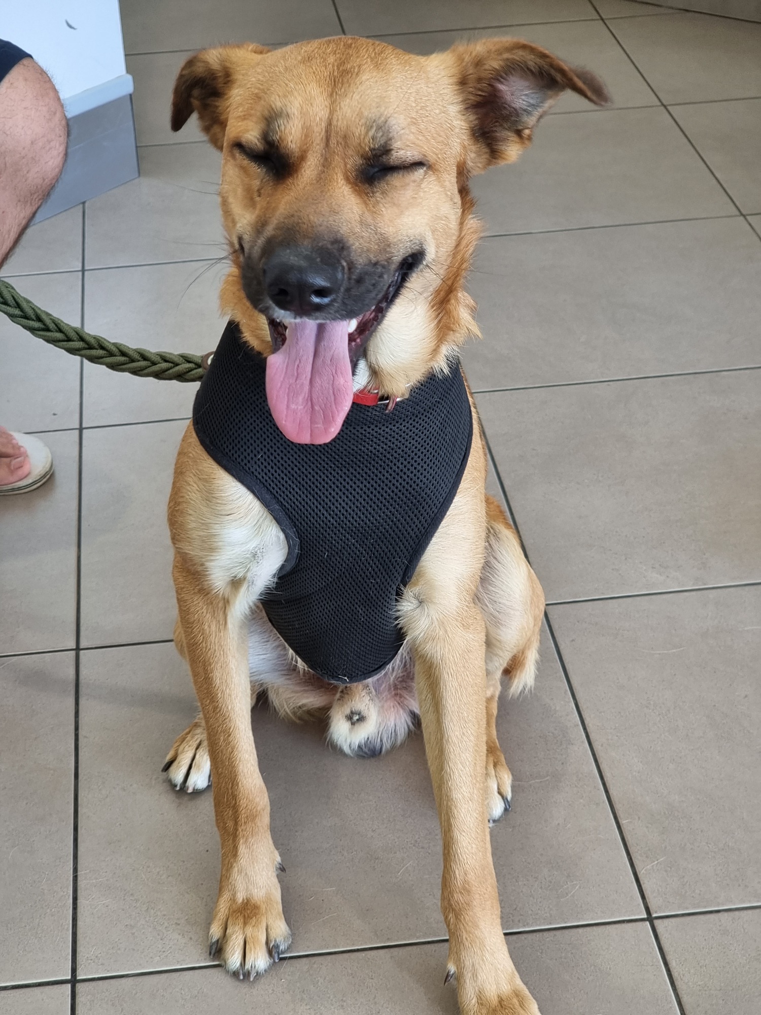 Cão castanho feliz com a língua de fora depois de um passeio
