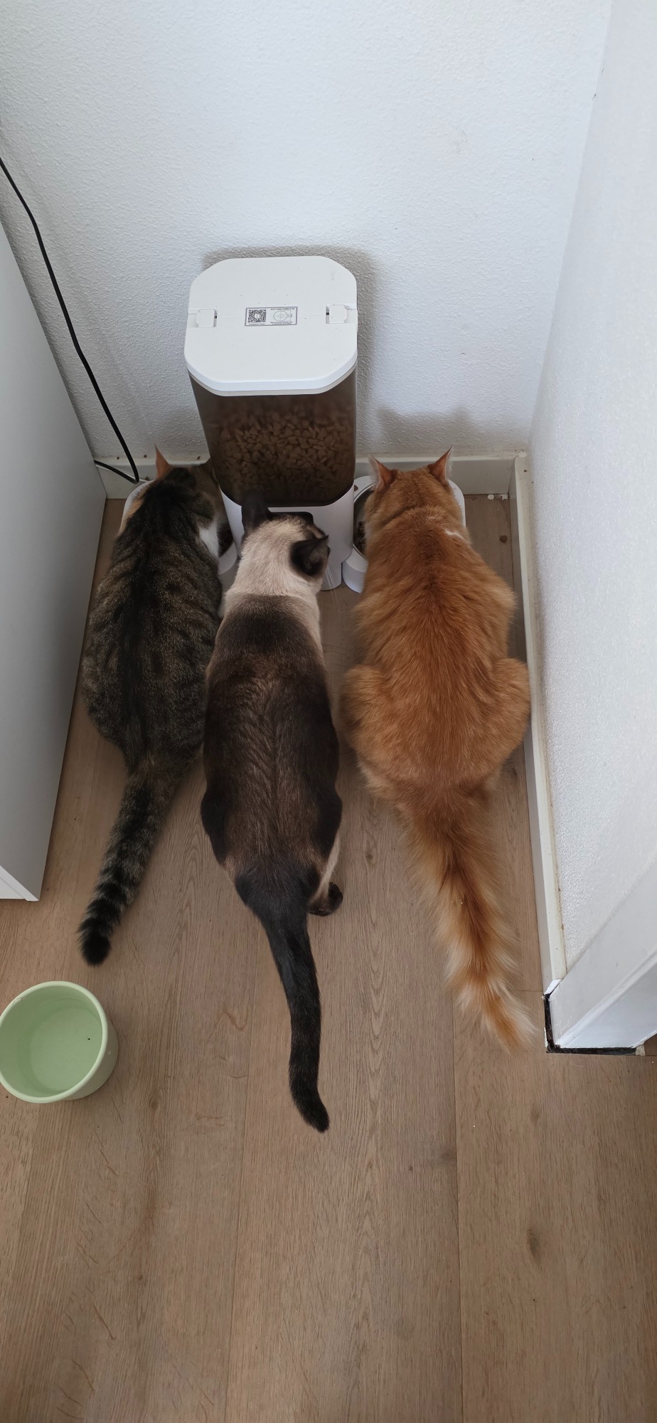 Três gatos a comer das suas taças durante uma visita